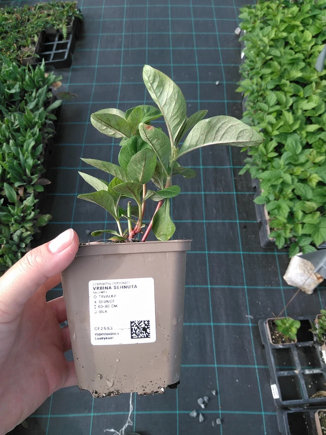 Valkoalpi - 11. 7. 2025