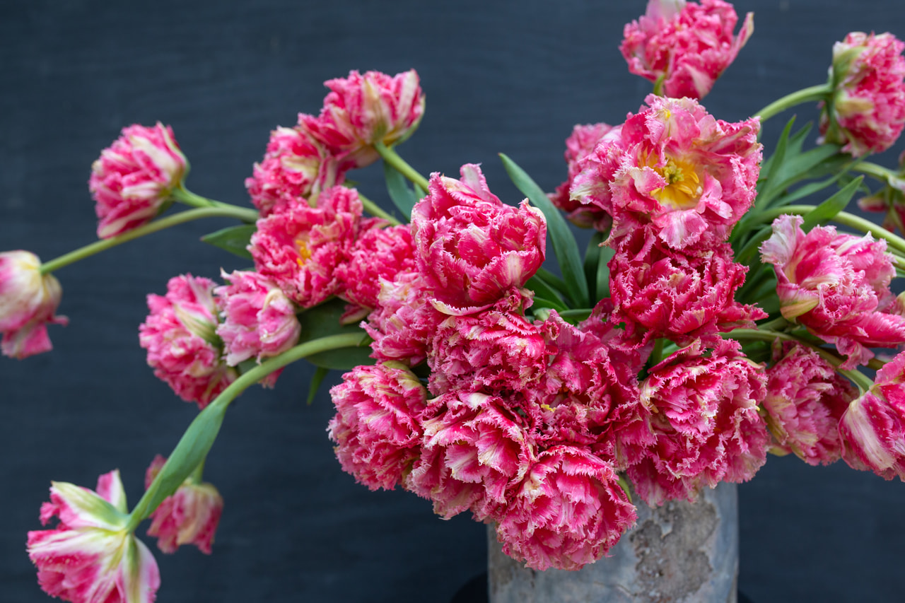 Tulppaani Crispion Sweet, Loukykvět