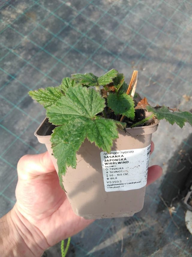 Syysvuokko Whirlwind - 8. 4. 2025