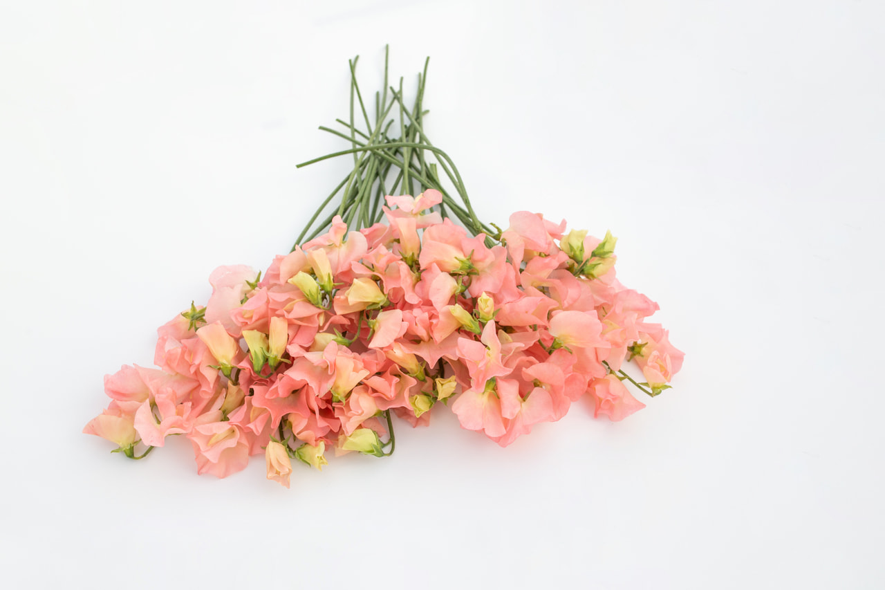 Sweet pea Spring Sunshine Peach, Loukykvět