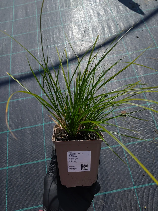 Sedge Kyoto - 11. 9. 2025