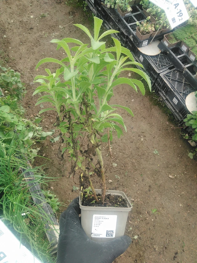 Stevia - 10. 9. 2025