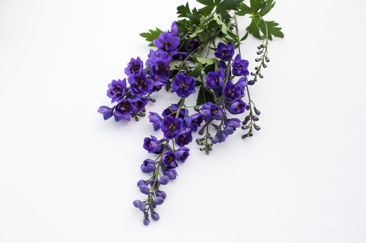 Ritarinkannus Benary’s Pacific Black Knight, Loukykvět