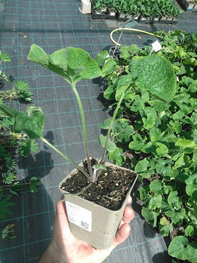 Brunnera macrophylla - 24. 6. 2025