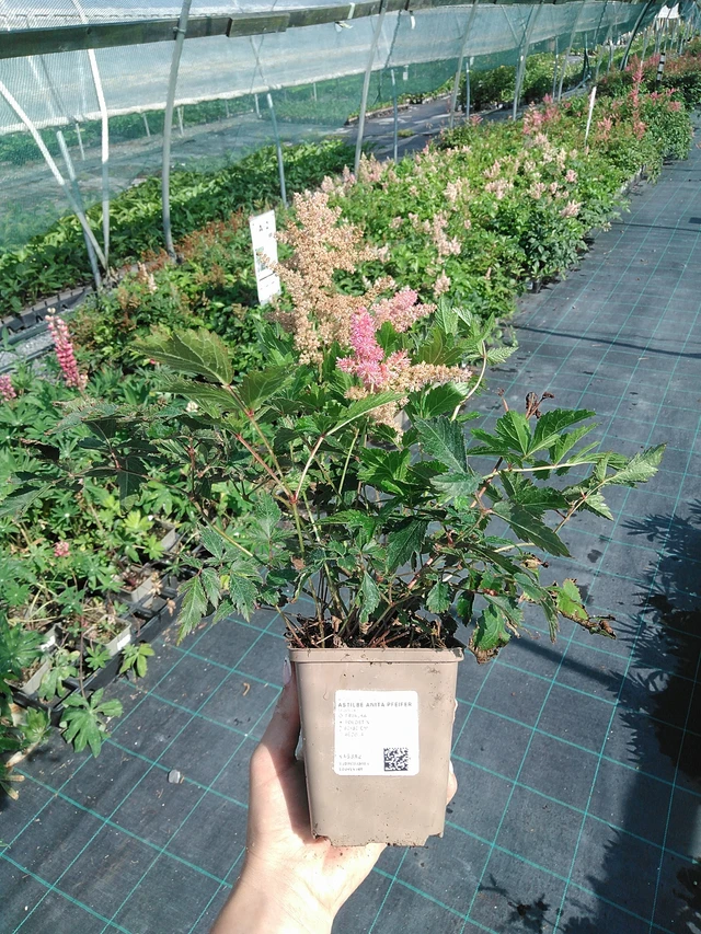 Astilbe Anita Pfeifer - 13. 7. 2026