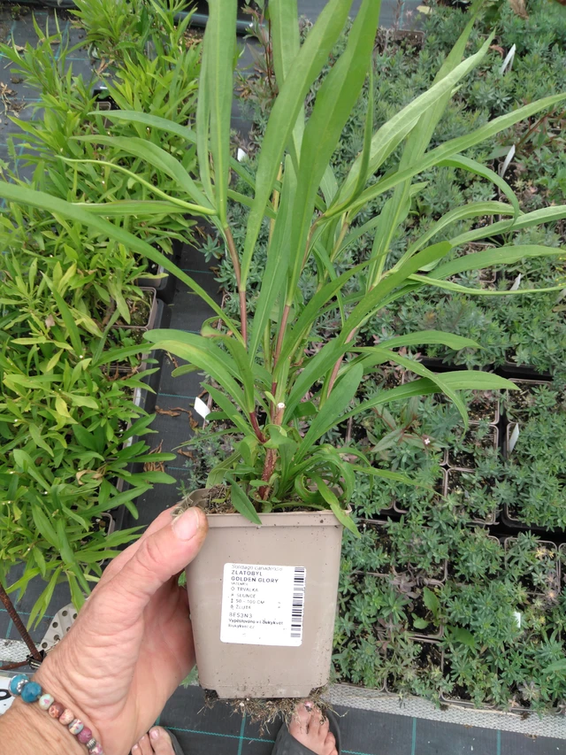 Piisku Golden Glory - 2024