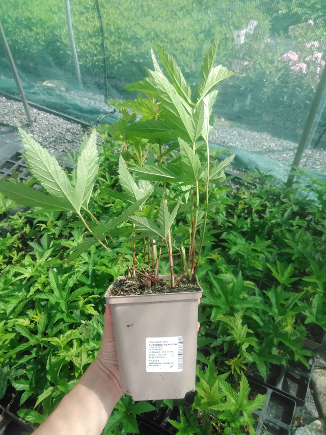 Preeria-angervo Venusta - 2024