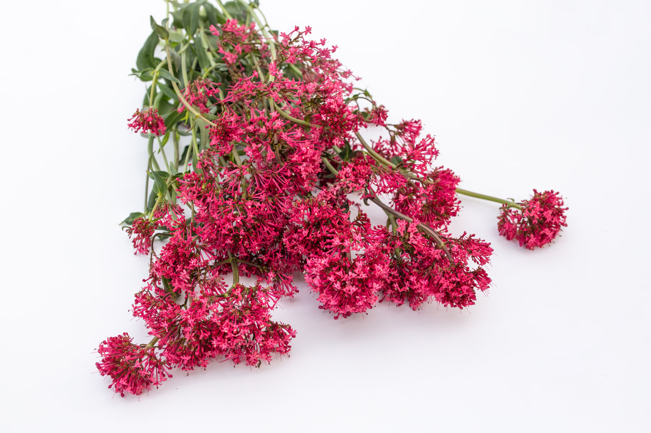 Komeapunikki Pretty Betsy Red, Loukykvět