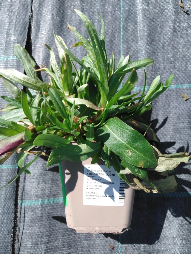 Käenkukka - 3. 4. 2025