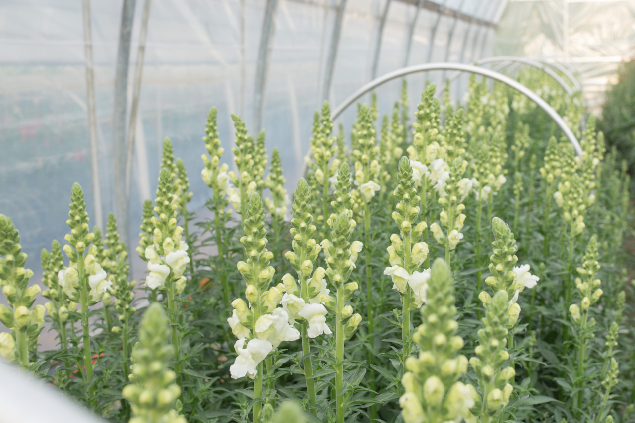 Leijonankita Maryland Ivory White, Loukykvět