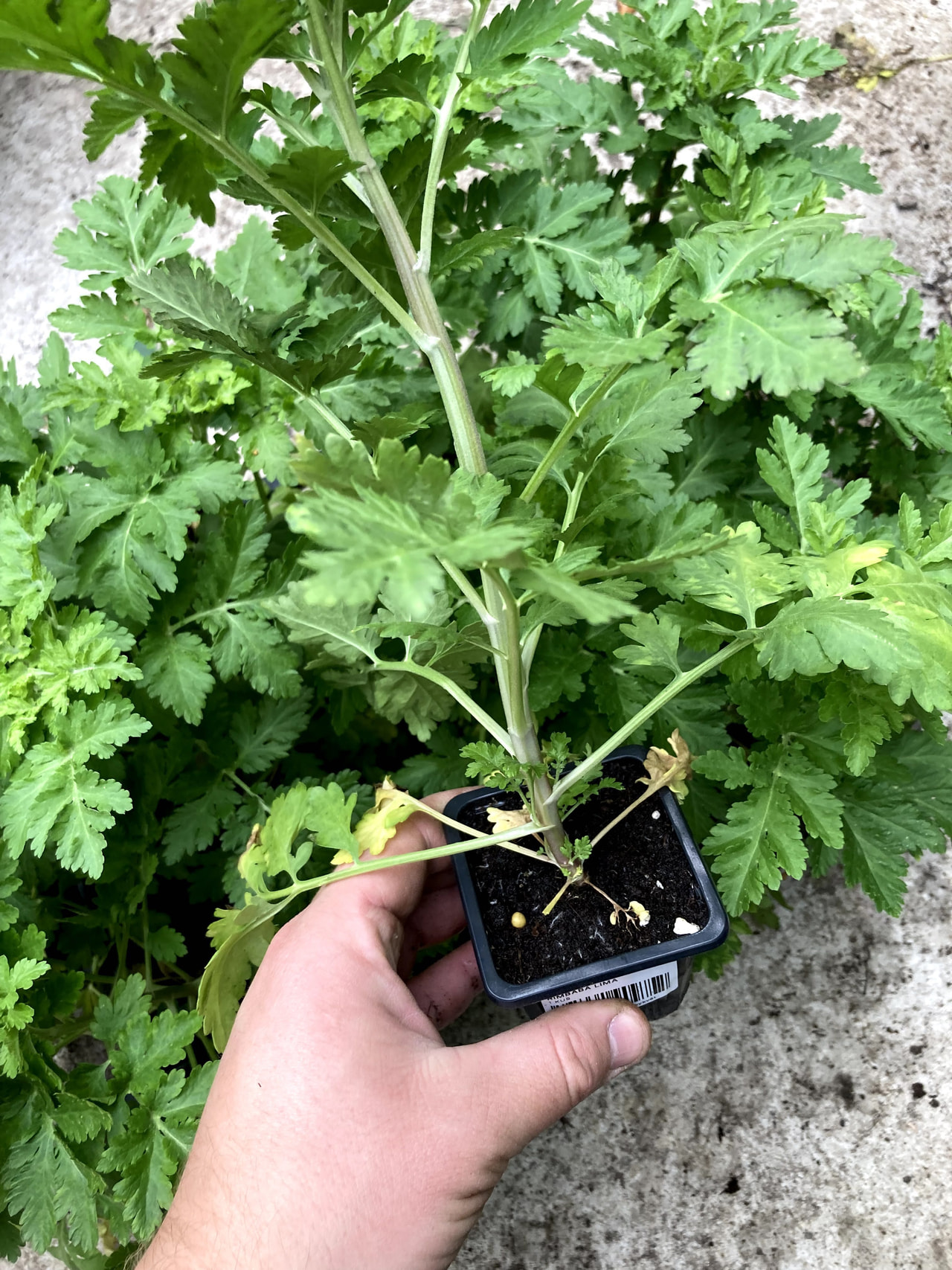 Reunuspietaryrtti Lima, Loukykvět