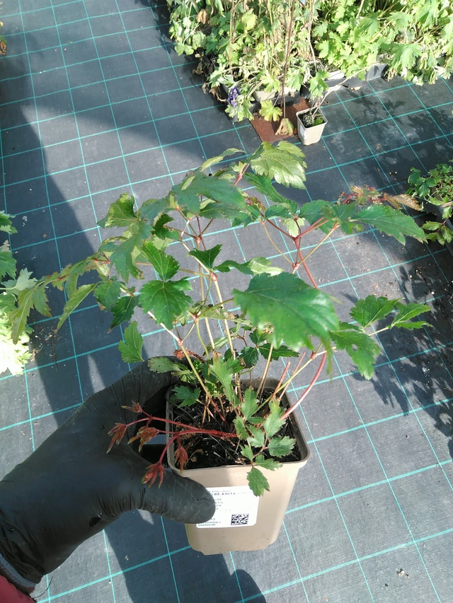 Jaloangervo Anita Pfeifer - 31. 10. 2025