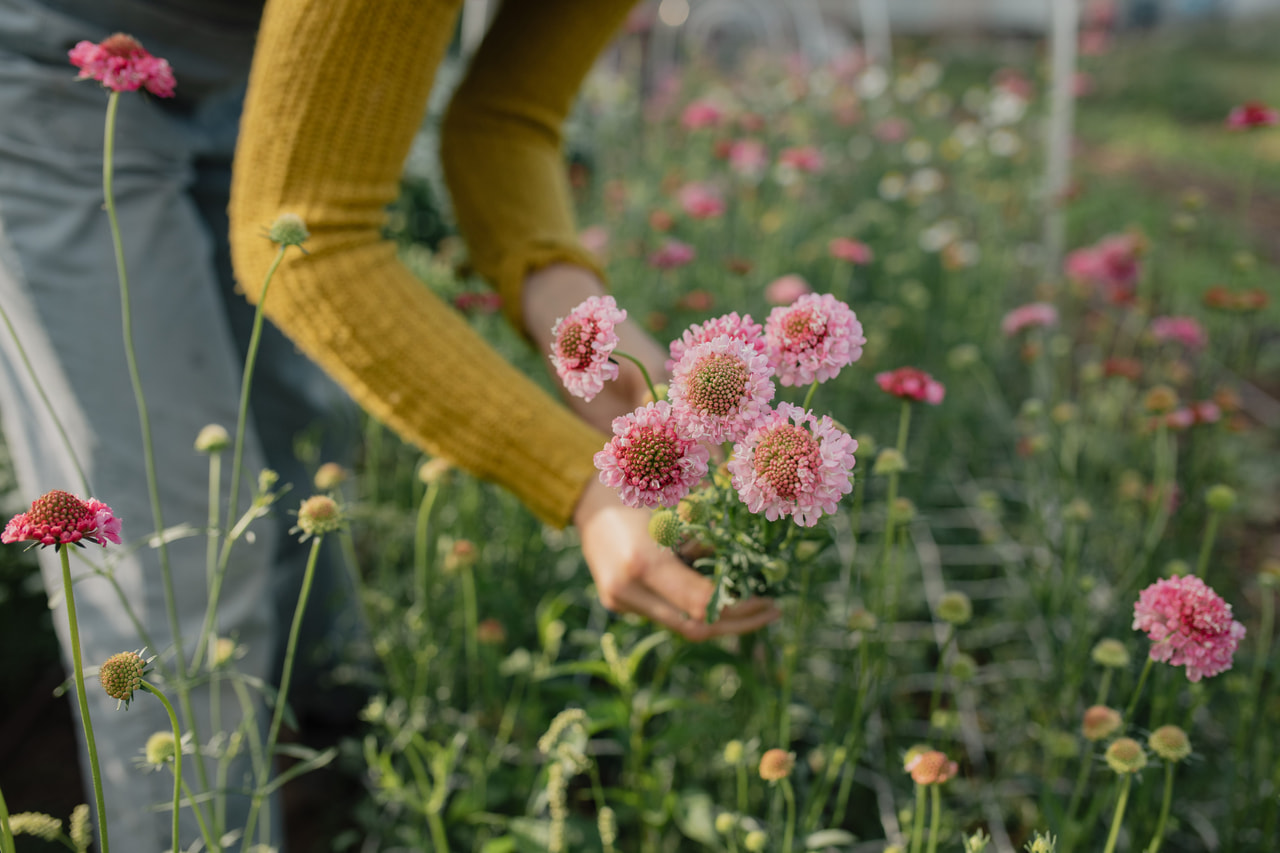 Törmäkukka QIS Salmon Pink, Loukykvět