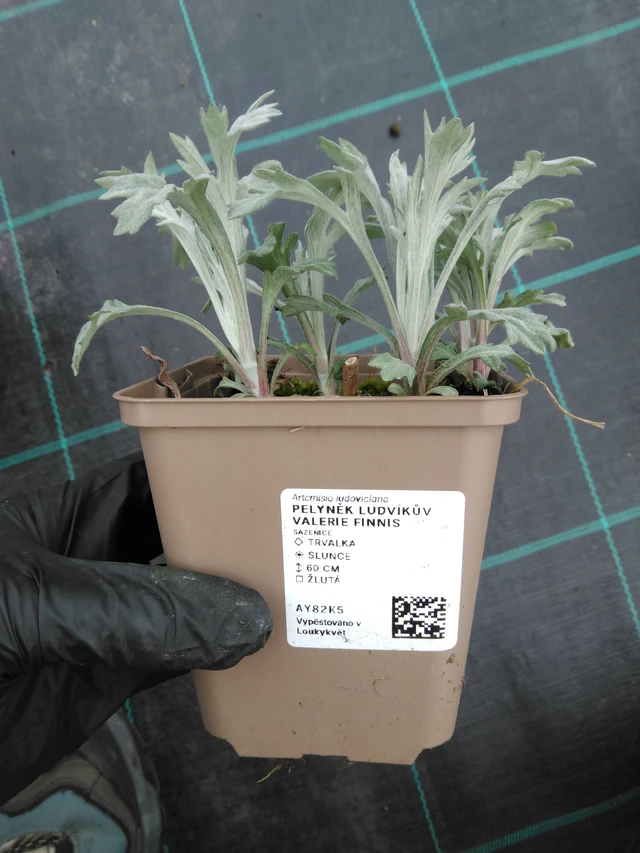 Artemisia ludoviciana Valerie Finnis - 1. 4. 2026