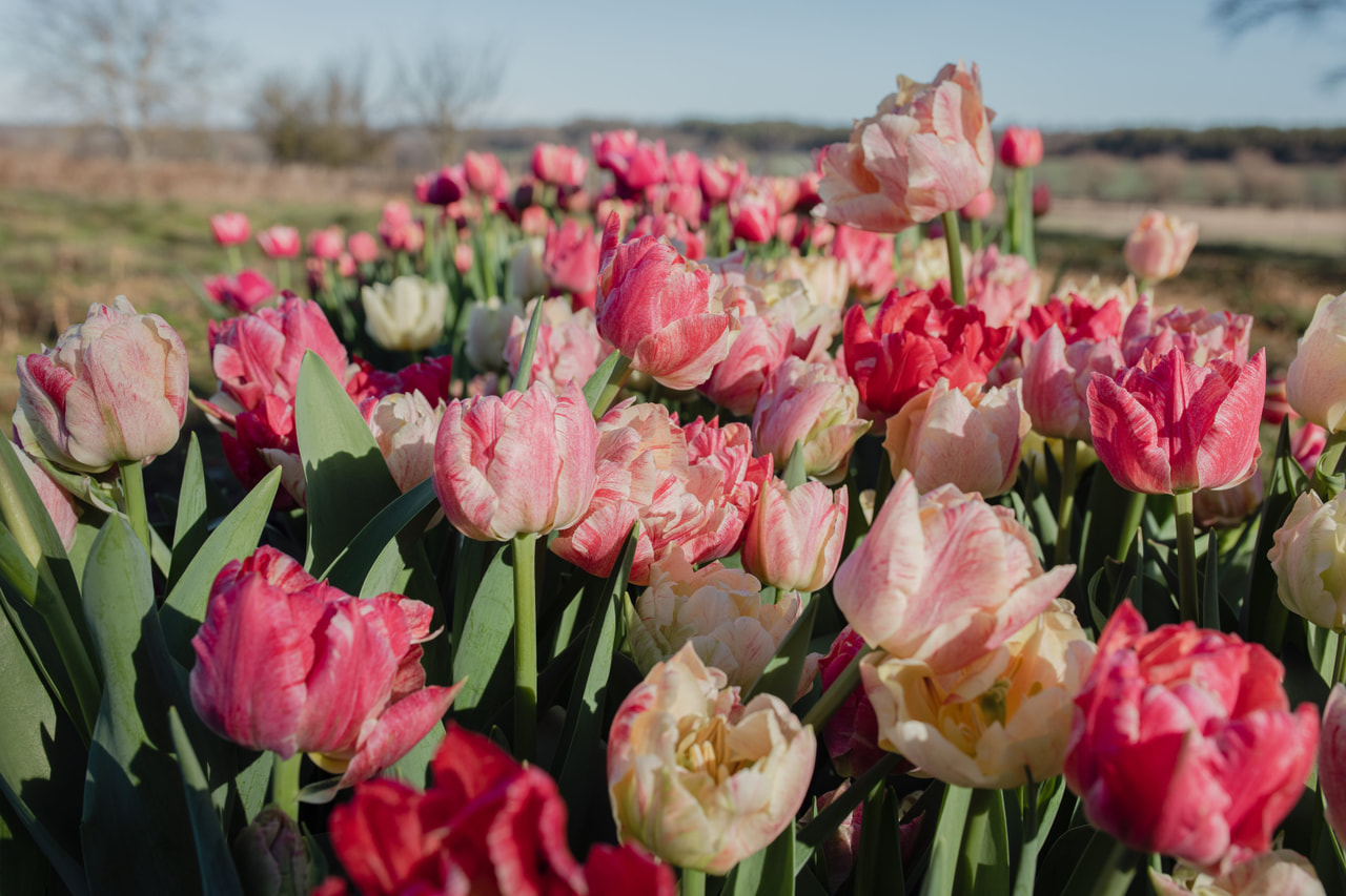 Tulppaani Peptalk, Loukykvět
