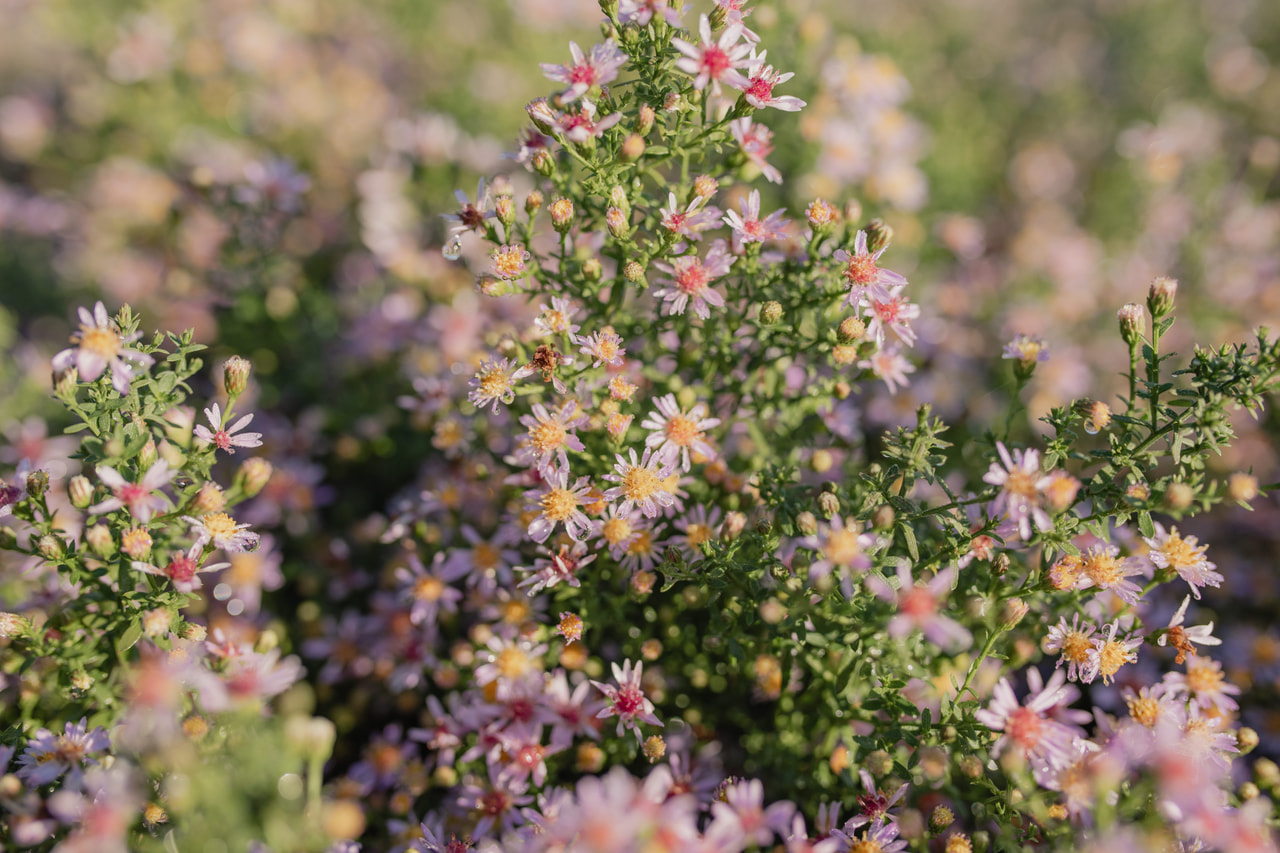 Asteri Lovely, Loukykvět