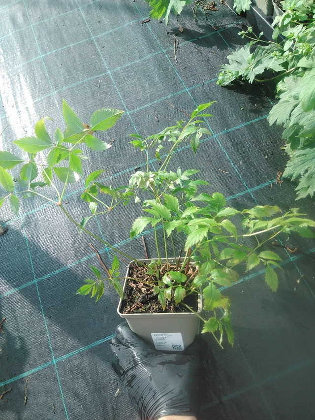 Jaloangervo Gloria Purpurea - 13. 10. 2025