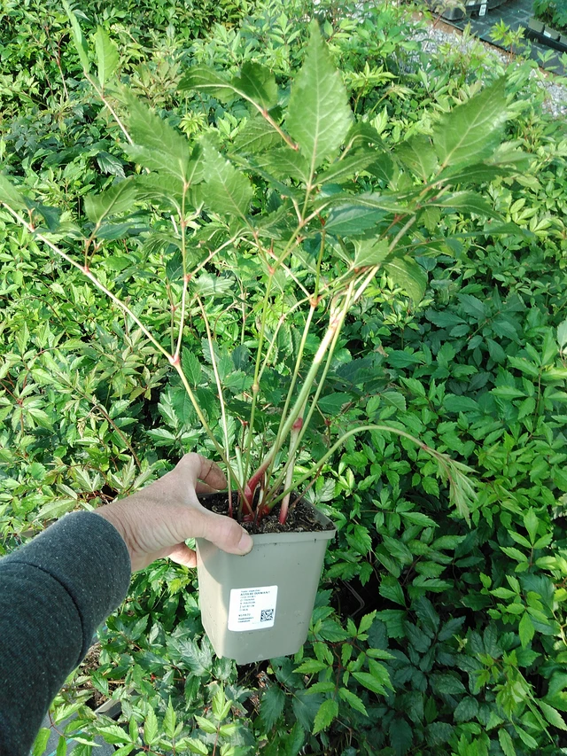 Jaloangervo Diamant - 9. 6. 2025