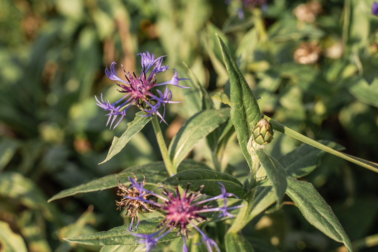 Vuorikaunokki, Loukykvět