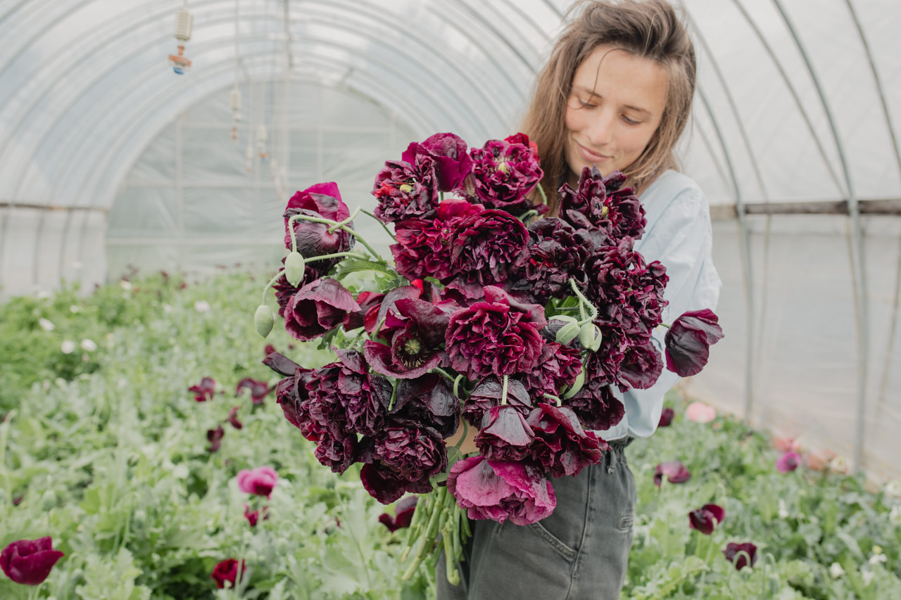 Pæonvalmue Black, Loukykvět