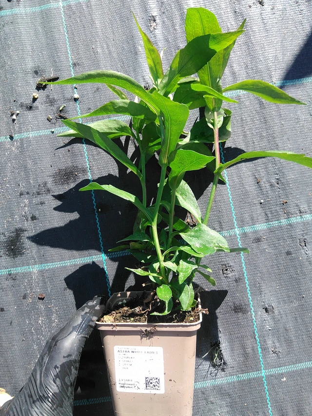 Syysasteri White Ladies - 19. 8. 2025