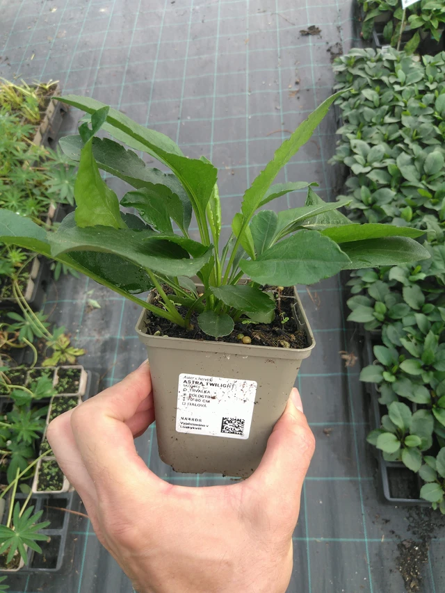 Asteri Twilight - 25. 7. 2025