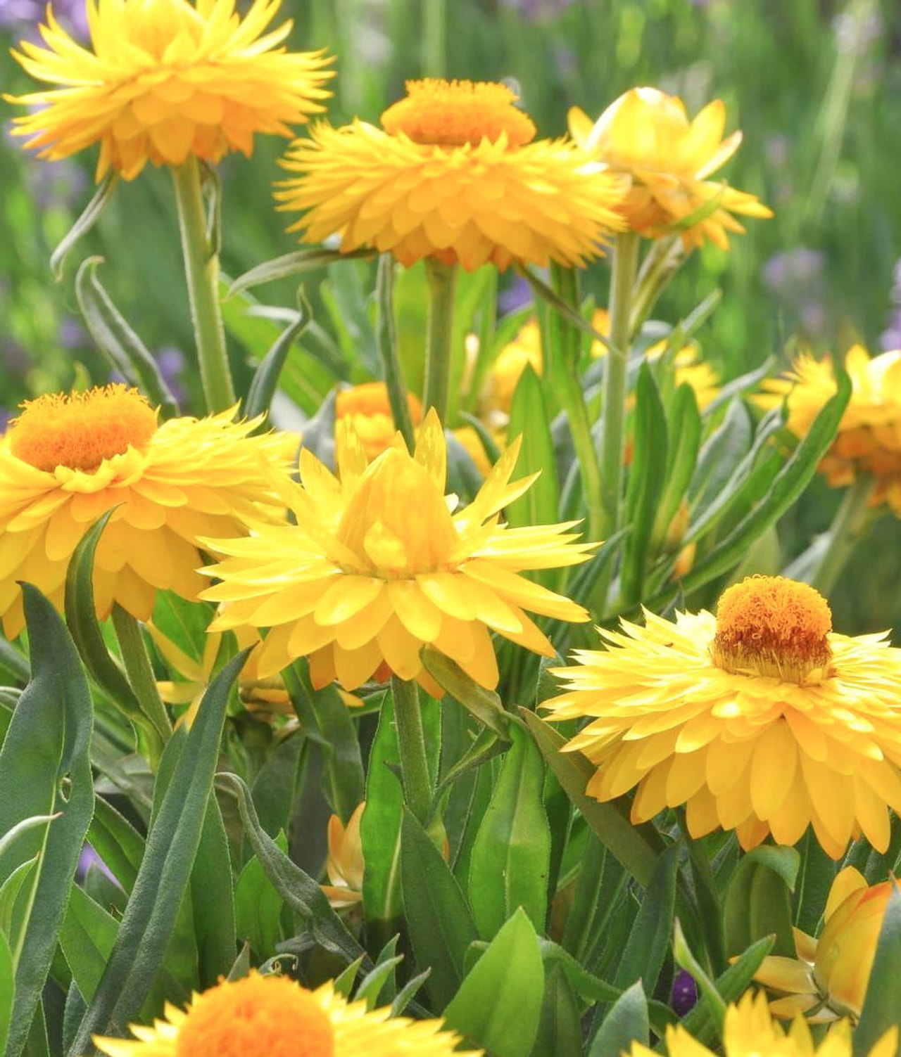 Olkikukka Lemon Yellow, Loukykvět