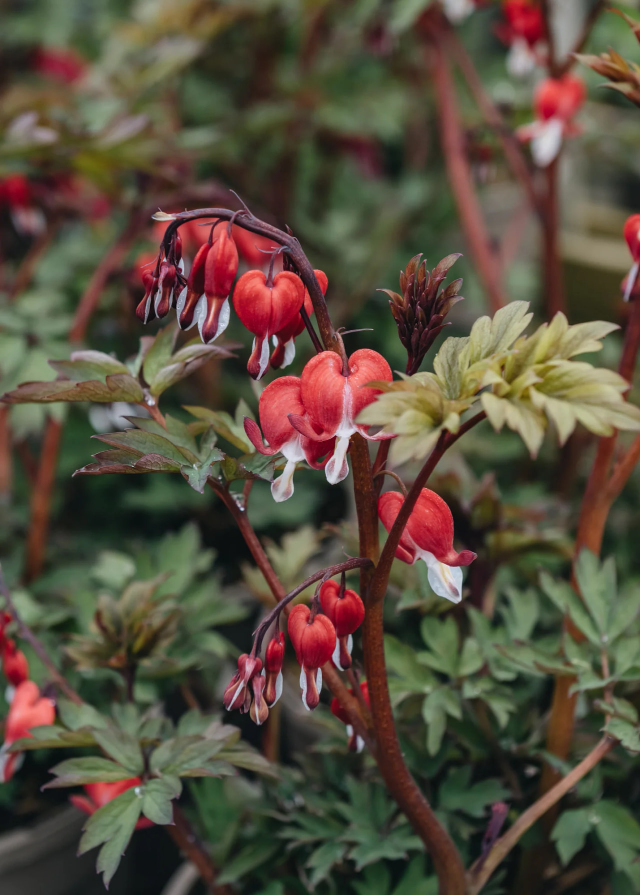 Särkynytsydän Valentine, Loukykvět
