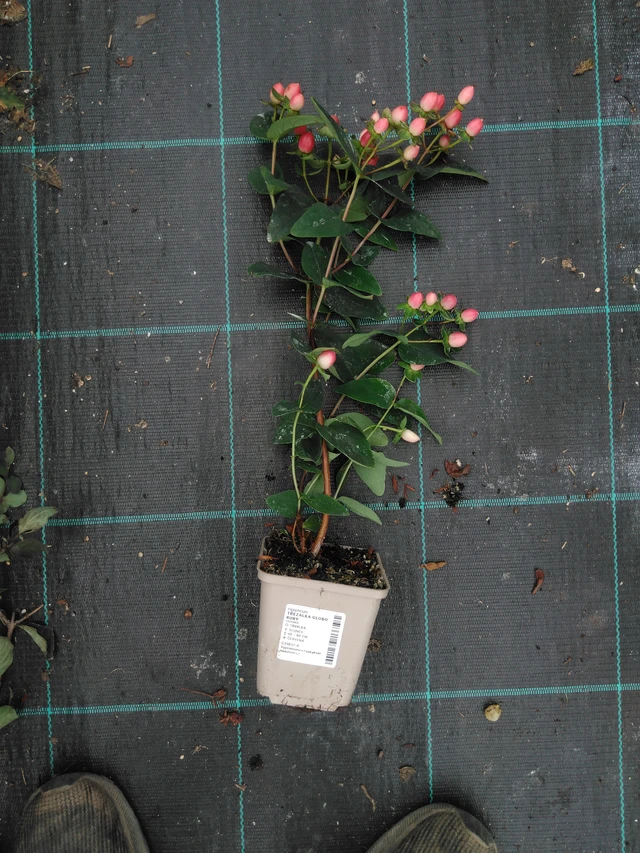 Kuisma Globo Ruby - 2024