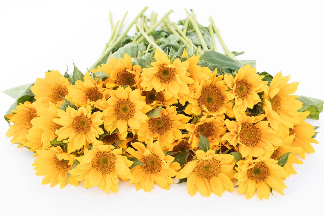 Zonnebloem Premier Up Gold, Loukykvět