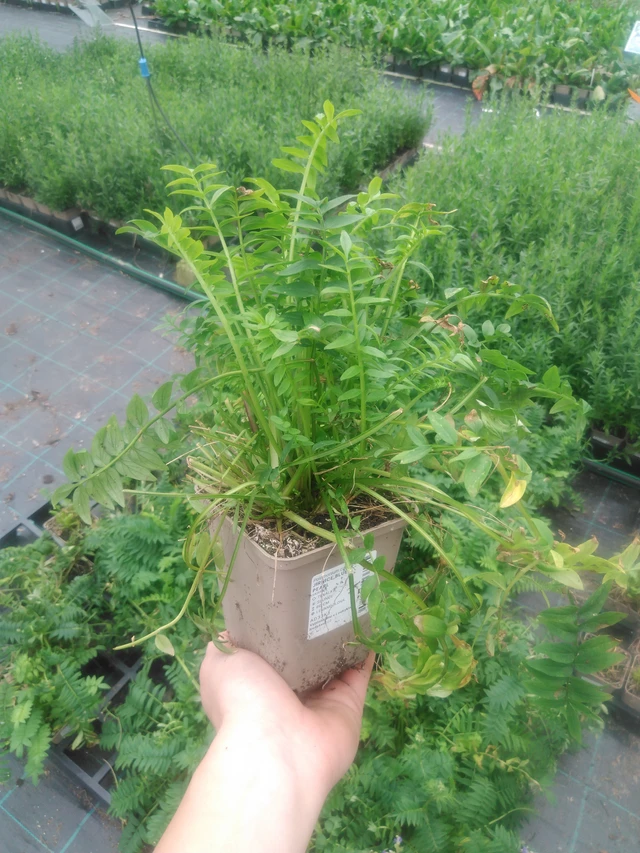 Sinilatva Blue Pearl - 2024