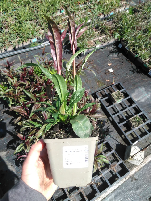 Pipo Husker Red - 13. 5. 2025