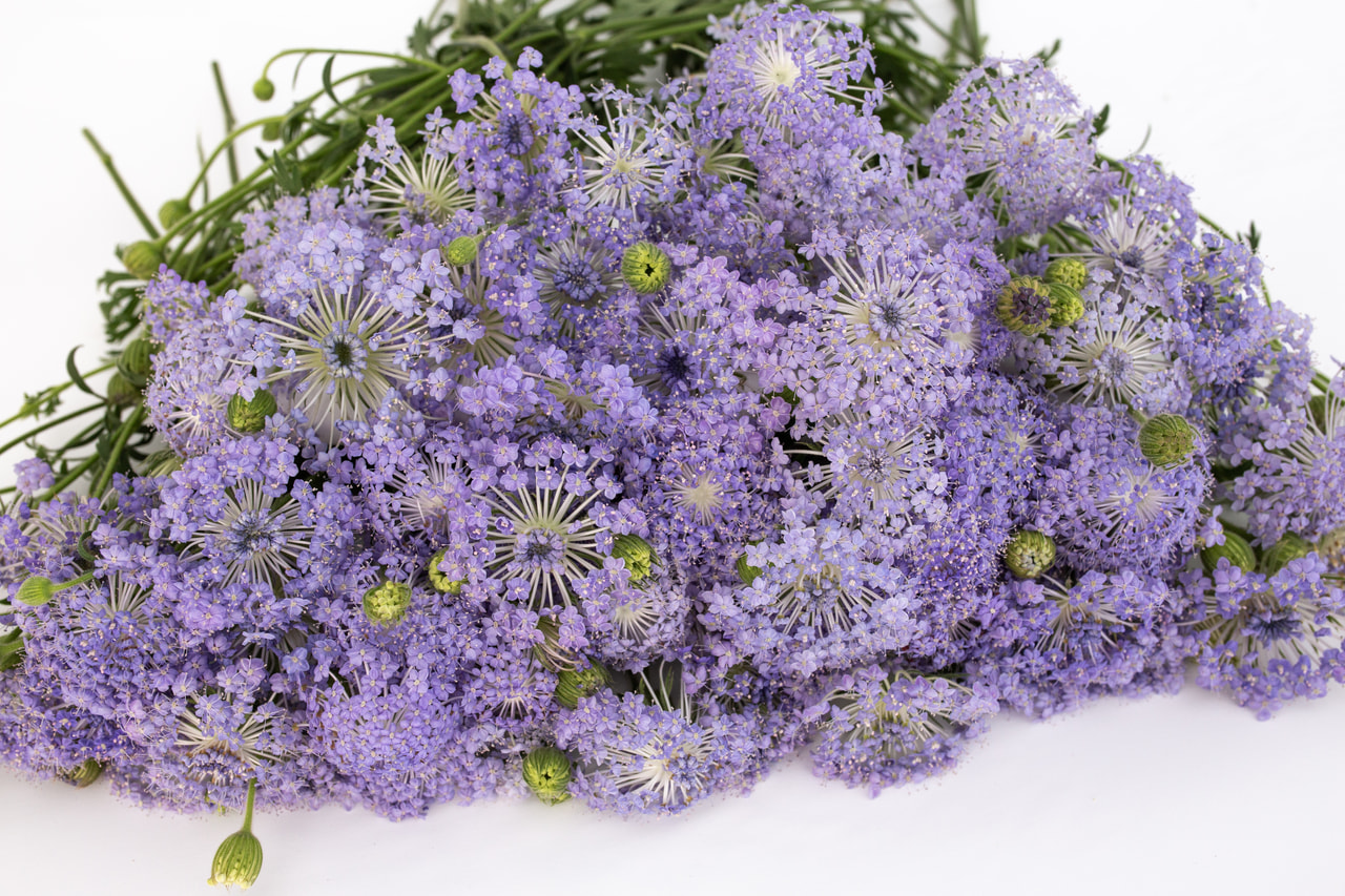 Blåiøje Lacy Lavender Blue, Loukykvět