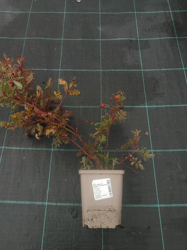 Rosa Magical Delight (Kolmade) - 10. 10. 2025