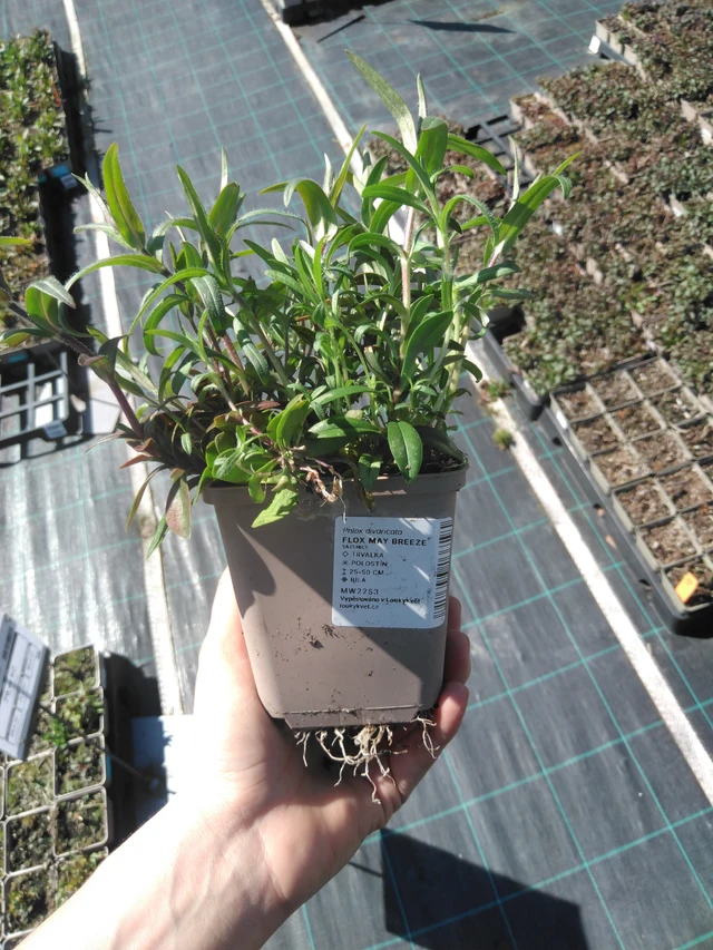 Leimu May Breeze - 3. 4. 2025