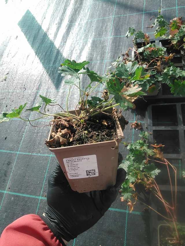 Verikurjenpolvi Apfelblüte - 13. 10. 2025