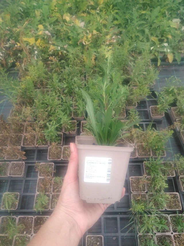 Solidaster Lemore - 2024