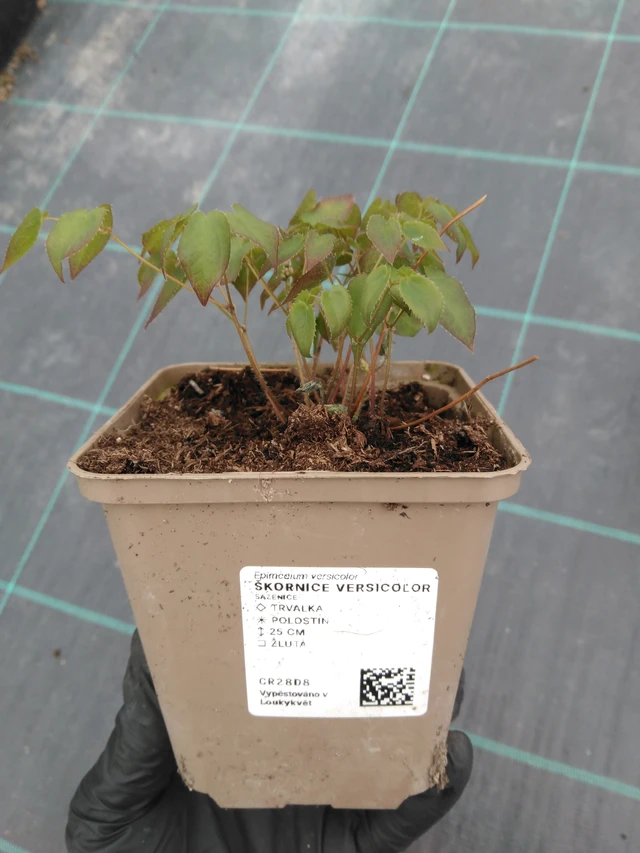 Epimedium Versicolor - 1. 4. 2026