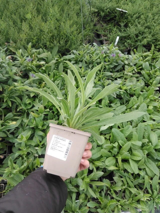 Vuorikaunokki - 2024