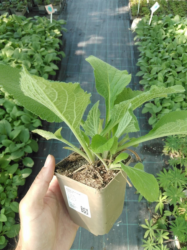 Sormustinkukka Pam’s Choice - 1. 7. 2025