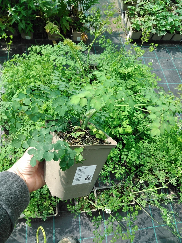 Ängelmä - 9. 6. 2025