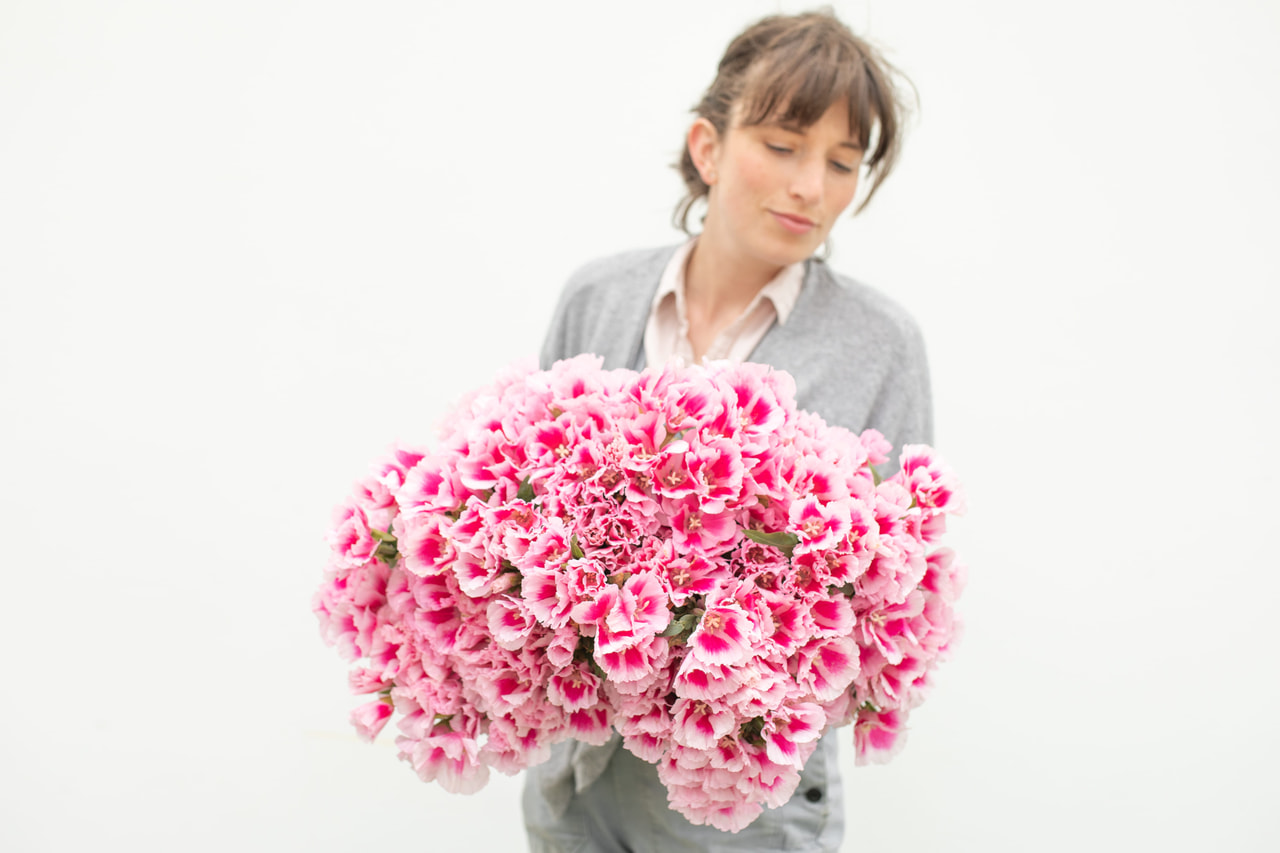 Clarkia Grace Rose Pink, Loukykvět
