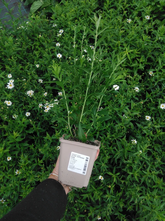 Tiukuasteri Alba - 2024