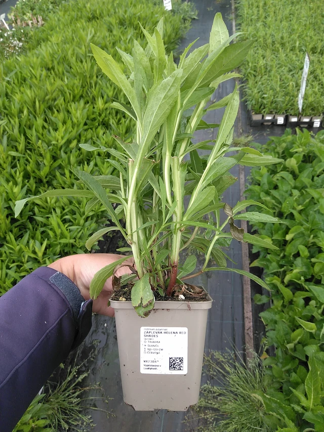 Hohdekukka Helena Red Shades - 11. 7. 2025