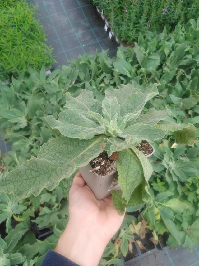 Verbascum Gainsborough - 2024