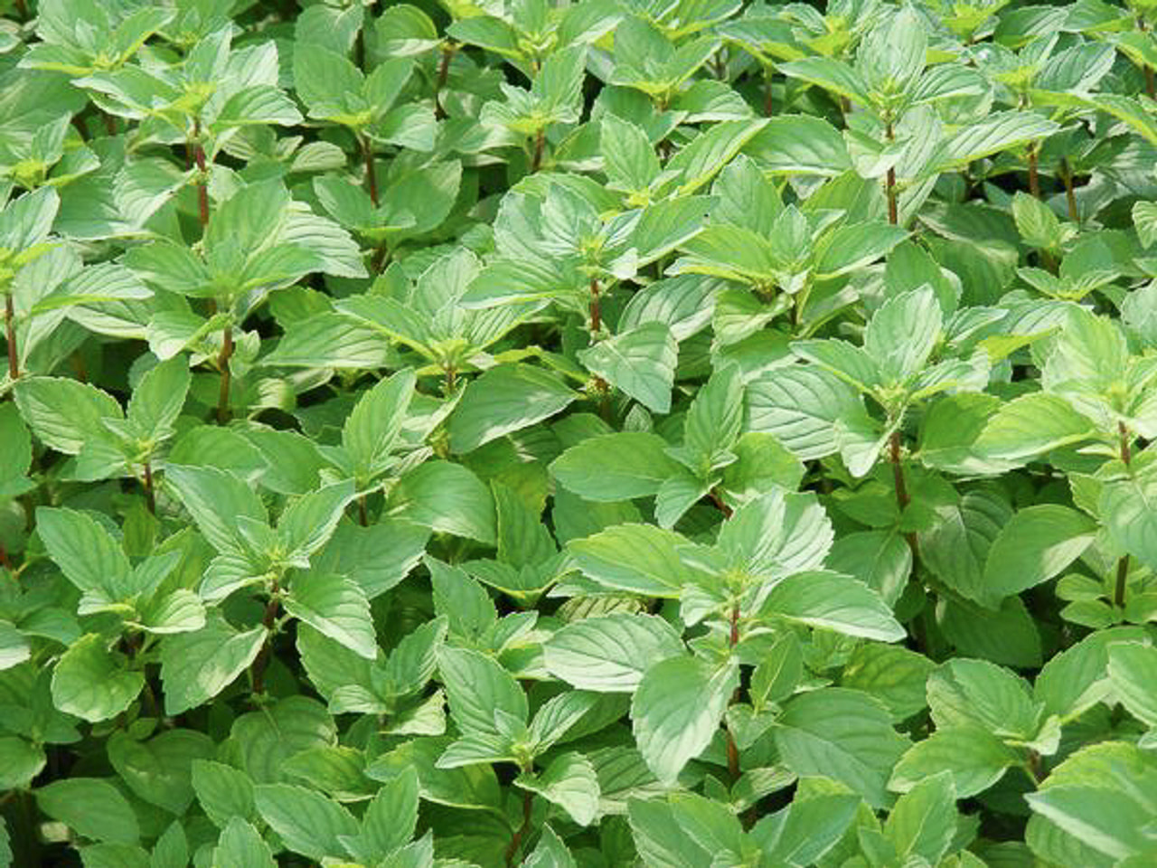 Inkivääriminttu, Loukykvět