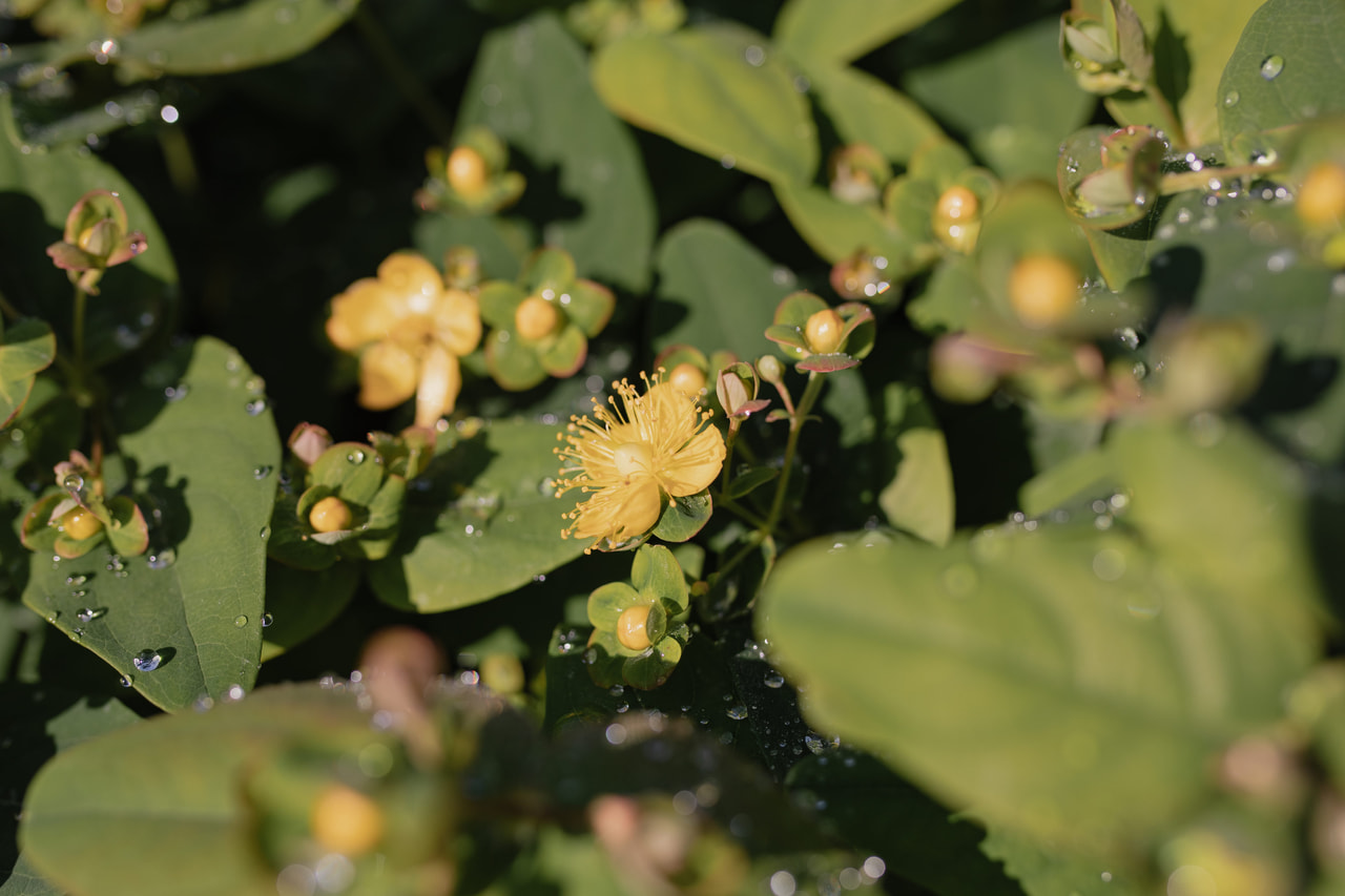 Hipérico Globo Coral, Loukykvět