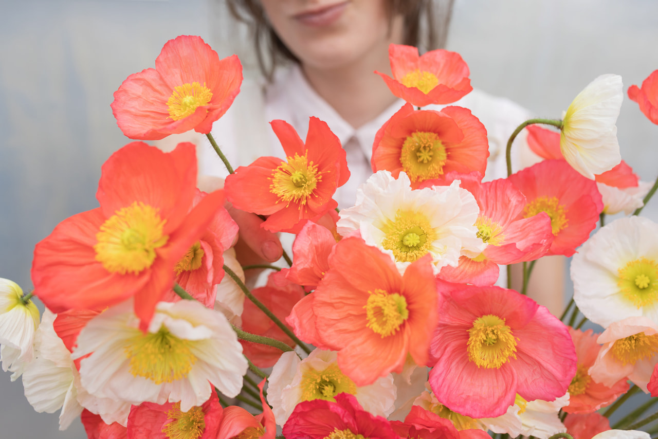 Amapola Champagne Bubbles Delicate Mix, Loukykvět