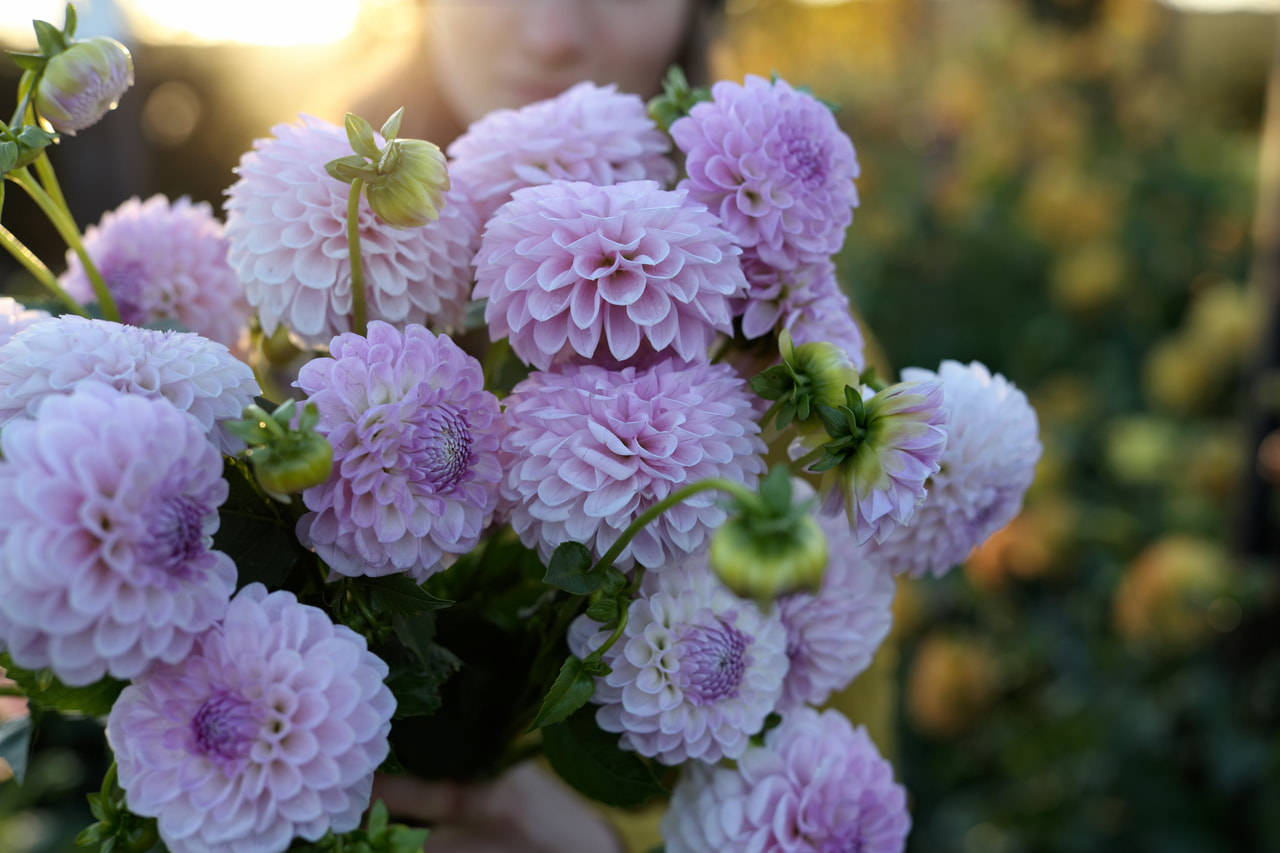 Daalia Megan Dean, Loukykvět