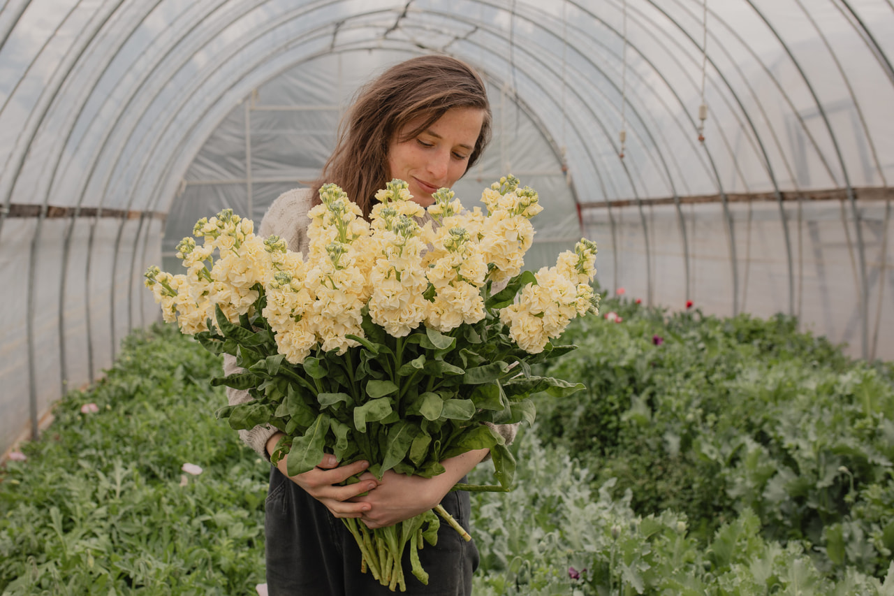 Stock StoX Yellow, Loukykvět